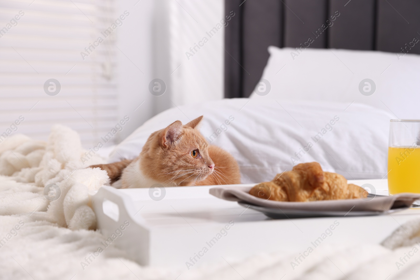 Pet hotel. Cute ginger cat, croissant and orange juice on bed indoors Photo of Pet hotel. Cute ginger cat, croissant and orange juice on bed indoors