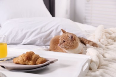 Photo of Pet hotel. Cute ginger cat, croissant and orange juice on bed indoors