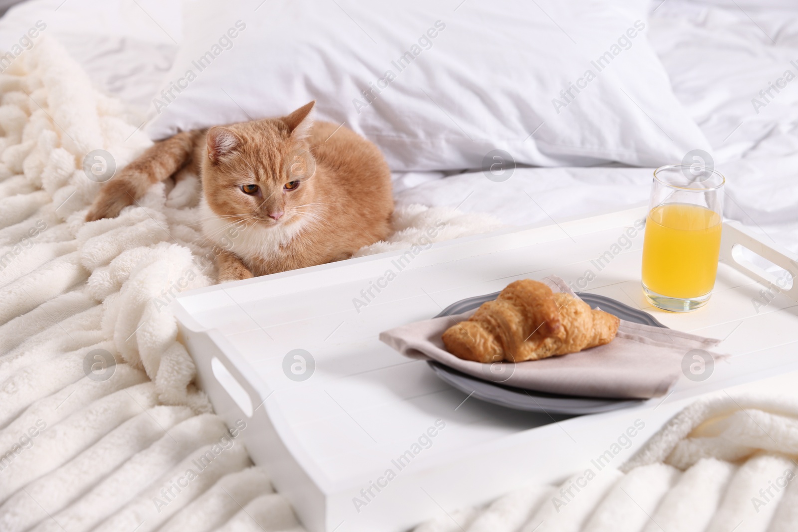 Pet hotel. Cute ginger cat, croissant and orange juice on bed indoors Photo of Pet hotel. Cute ginger cat, croissant and orange juice on bed indoors
