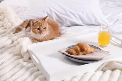 Photo of Pet hotel. Cute ginger cat, croissant and orange juice on bed indoors