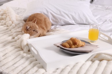 Photo of Pet hotel. Cute ginger cat, croissant and orange juice on bed indoors