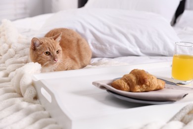 Photo of Pet hotel. Cute ginger cat, croissant and orange juice on bed indoors