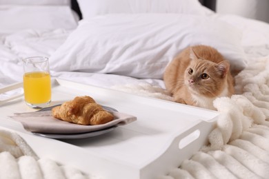 Photo of Pet hotel. Cute ginger cat, croissant and orange juice on bed indoors