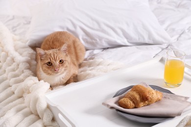 Photo of Pet hotel. Cute ginger cat, croissant and orange juice on bed indoors