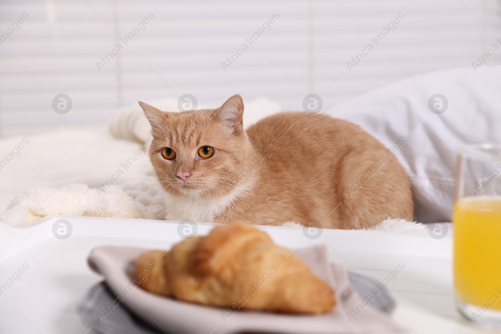 Photo of Pet hotel. Cute ginger cat, croissant and orange juice on bed indoors