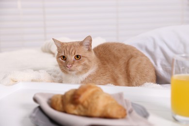 Photo of Pet hotel. Cute ginger cat, croissant and orange juice on bed indoors