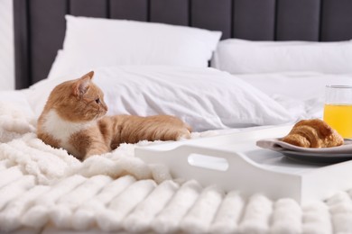 Photo of Pet hotel. Cute ginger cat, croissant and orange juice on bed indoors