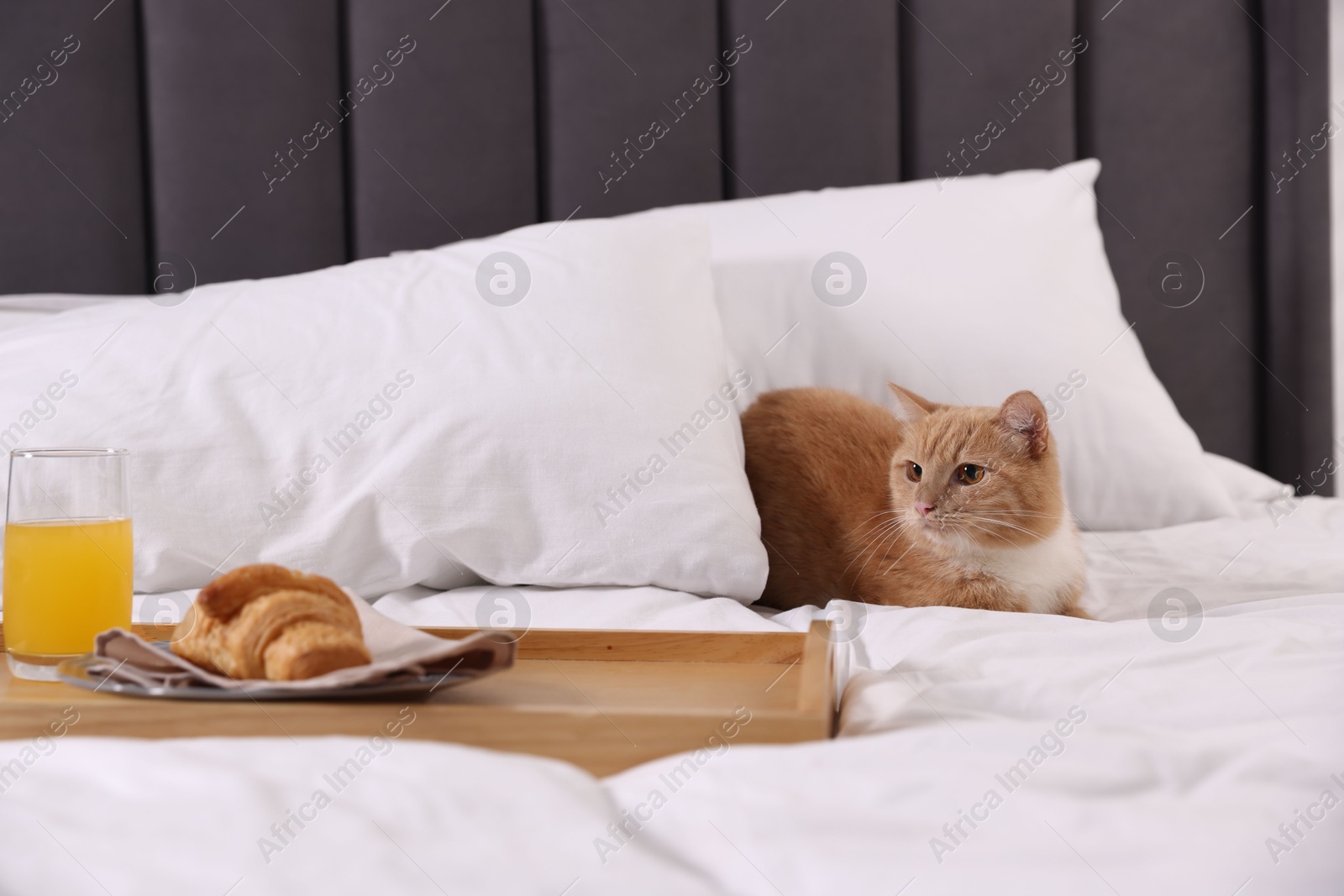 Photo of Pet hotel. Cute ginger cat, croissant and orange juice on bed indoors