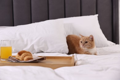 Photo of Pet hotel. Cute ginger cat, croissant and orange juice on bed indoors