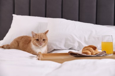 Photo of Pet hotel. Cute ginger cat, croissant and orange juice on bed indoors