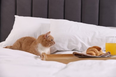 Photo of Pet hotel. Cute ginger cat, croissant and orange juice on bed indoors
