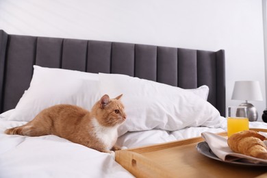 Photo of Pet hotel. Cute ginger cat, croissant and orange juice on bed indoors