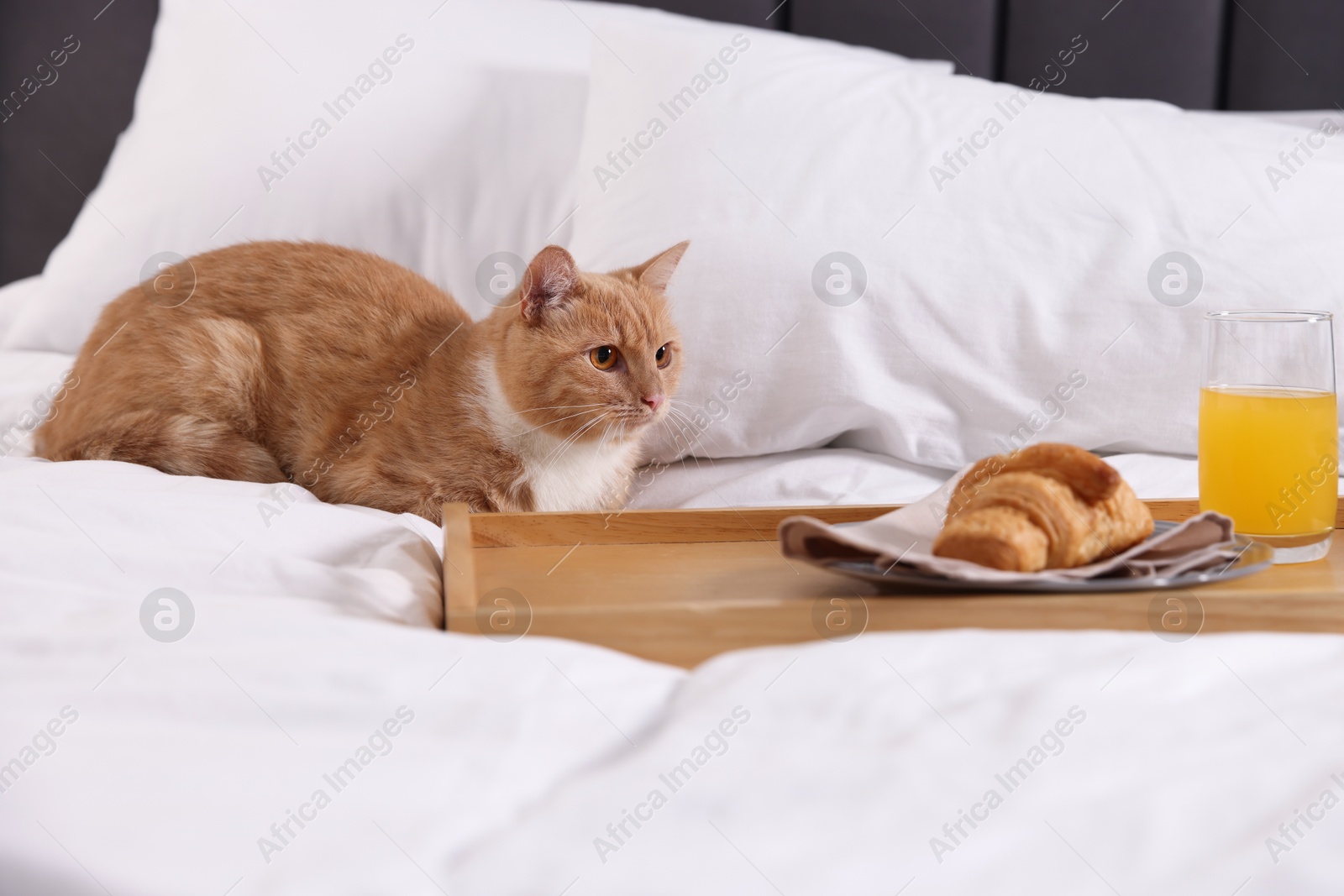 Pet hotel. Cute ginger cat, croissant and orange juice on bed indoors Photo of Pet hotel. Cute ginger cat, croissant and orange juice on bed indoors