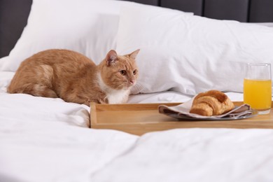 Photo of Pet hotel. Cute ginger cat, croissant and orange juice on bed indoors