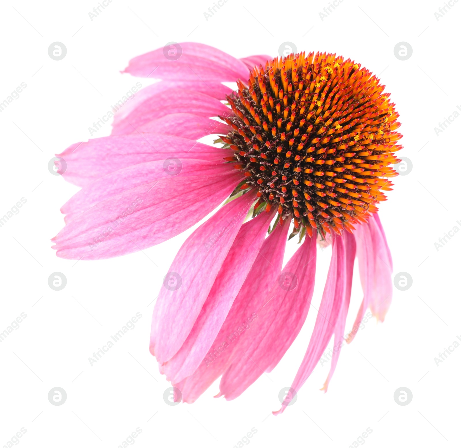 One beautiful Echinacea flower isolated on white Photo of One beautiful Echinacea flower isolated on white