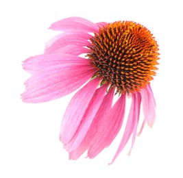 Photo of One beautiful Echinacea flower isolated on white