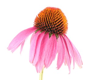 Photo of One beautiful Echinacea flower isolated on white