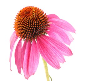 Photo of One beautiful Echinacea flower isolated on white