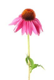 Photo of One beautiful Echinacea flower isolated on white