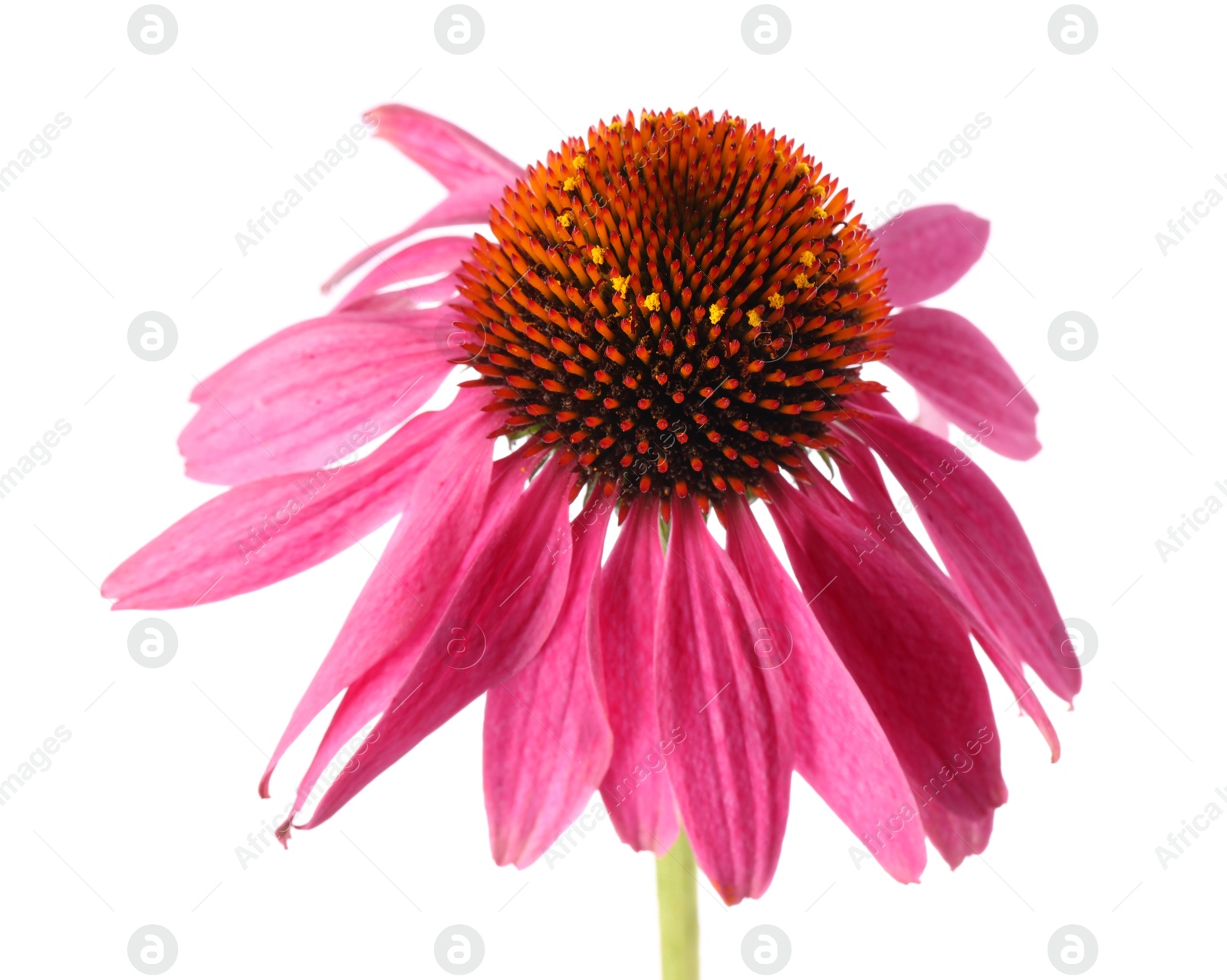 One beautiful Echinacea flower isolated on white Photo of One beautiful Echinacea flower isolated on white