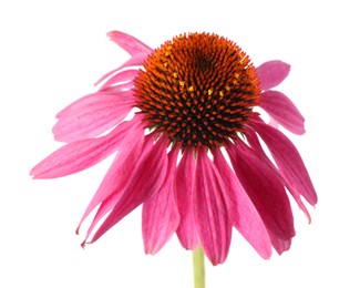 Photo of One beautiful Echinacea flower isolated on white