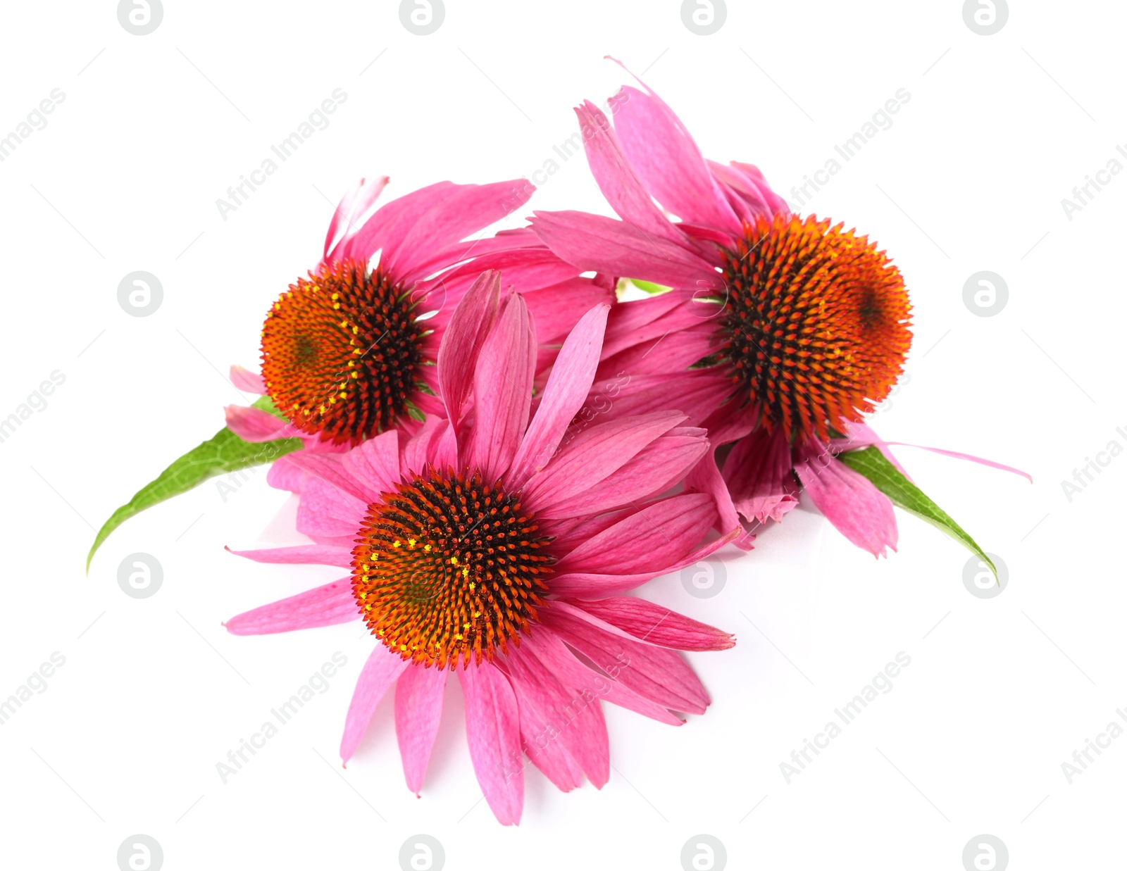 Many beautiful Echinacea flowers isolated on white Photo of Many beautiful Echinacea flowers isolated on white