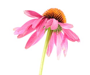 Photo of One beautiful Echinacea flower isolated on white