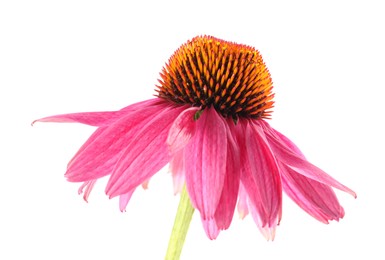 Photo of One beautiful Echinacea flower isolated on white
