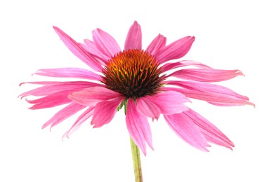Photo of One beautiful Echinacea flower isolated on white