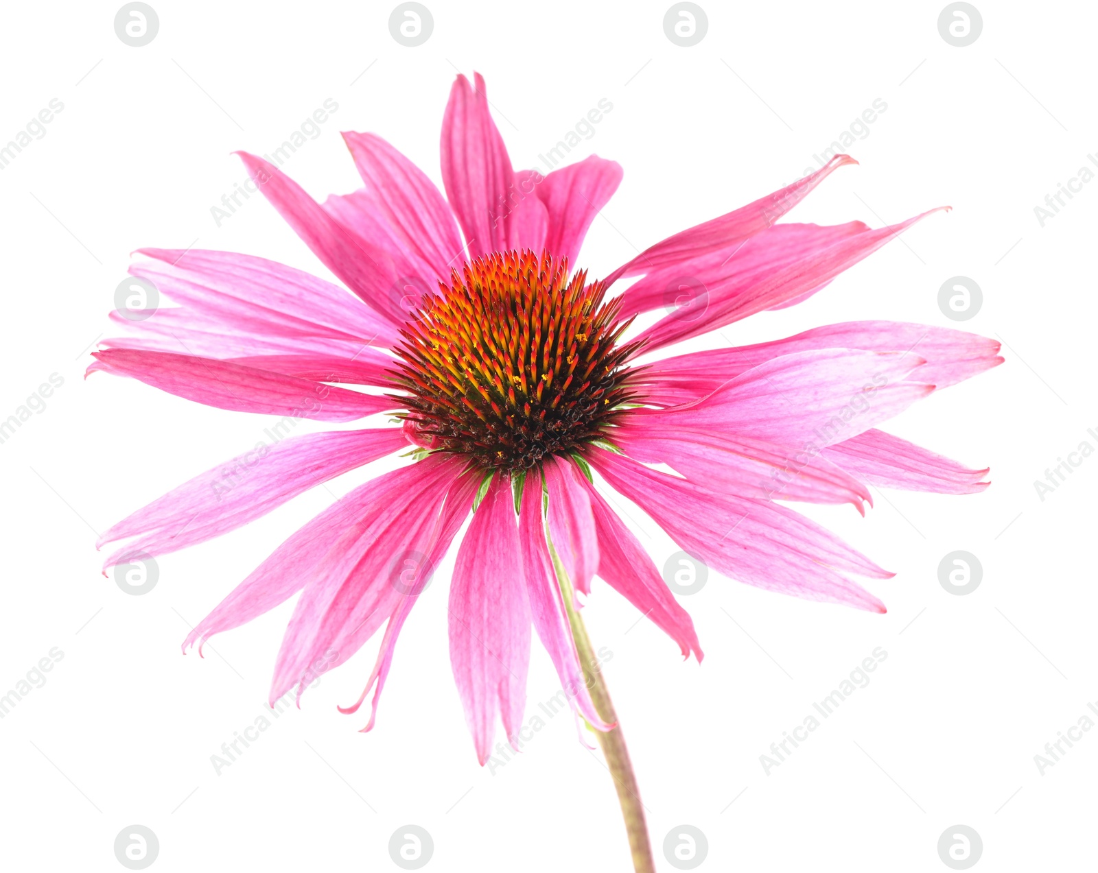 One beautiful Echinacea flower isolated on white Photo of One beautiful Echinacea flower isolated on white