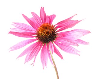 Photo of One beautiful Echinacea flower isolated on white