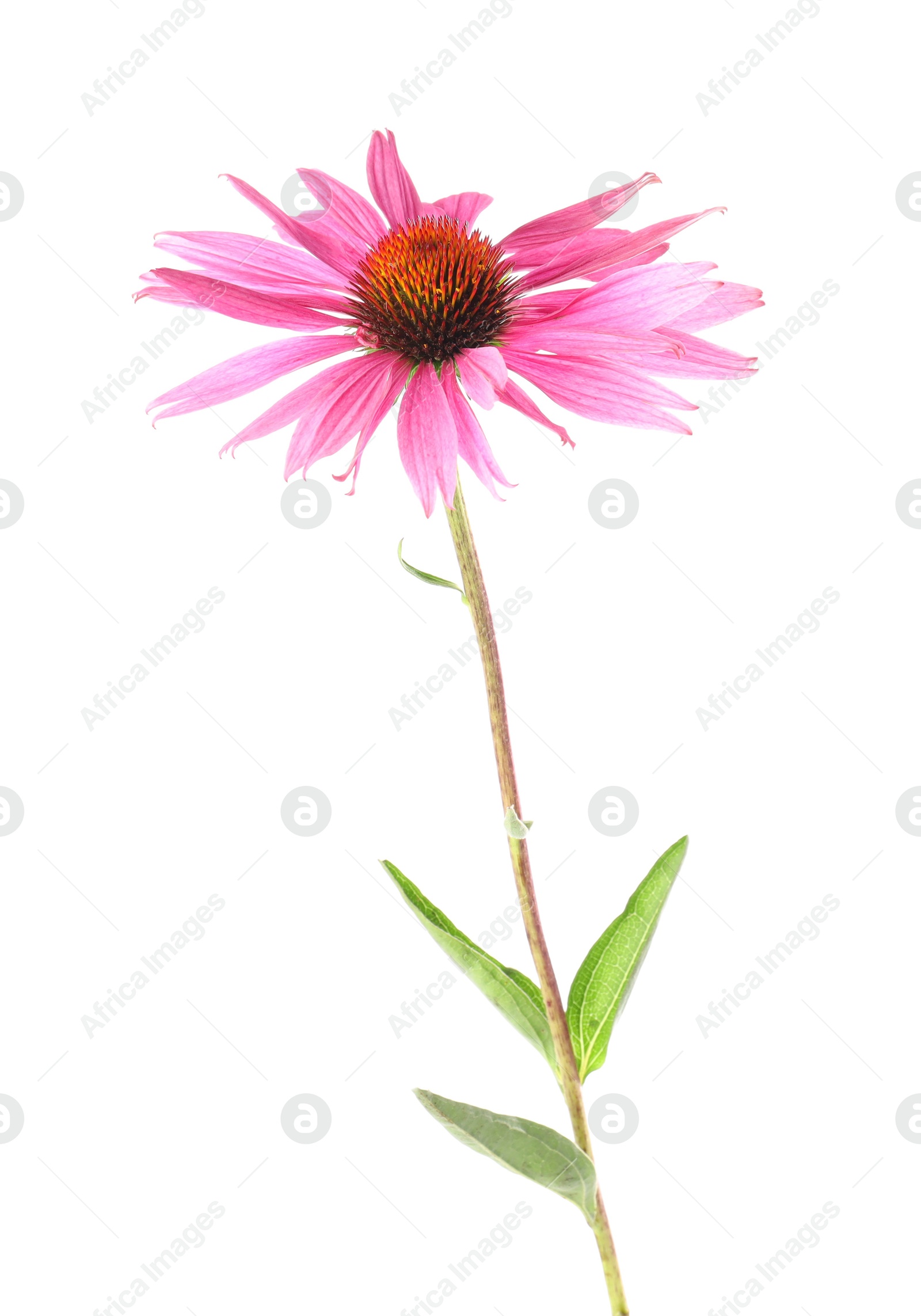 One beautiful Echinacea flower isolated on white Photo of One beautiful Echinacea flower isolated on white