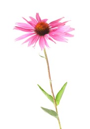 Photo of One beautiful Echinacea flower isolated on white