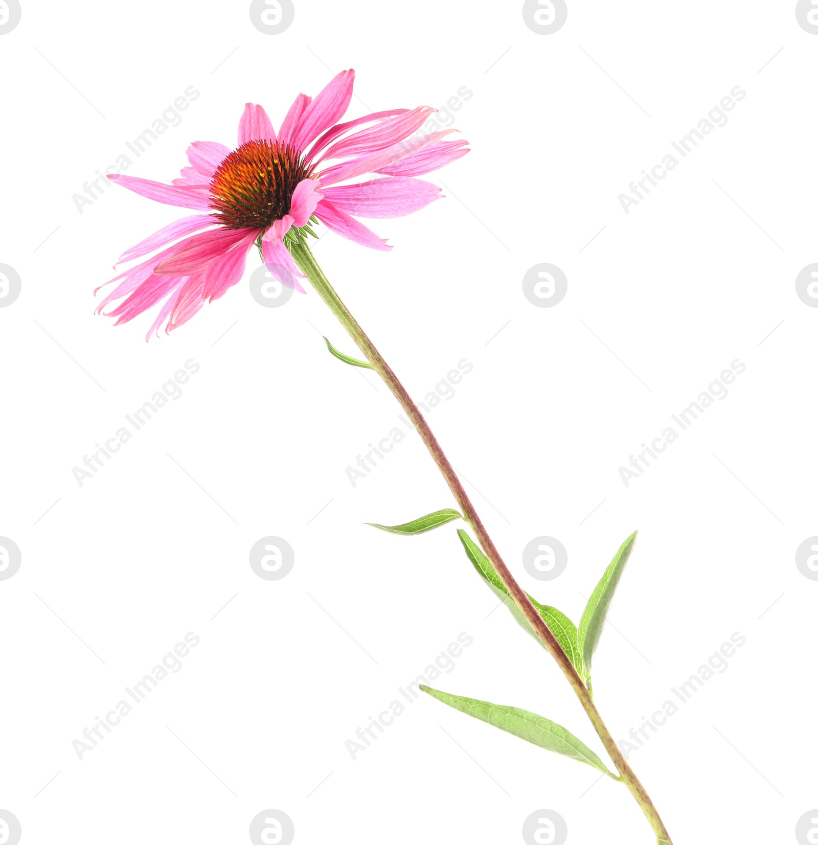 Photo of One beautiful Echinacea flower isolated on white