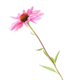 Photo of One beautiful Echinacea flower isolated on white