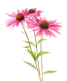 Photo of Many beautiful Echinacea flowers isolated on white