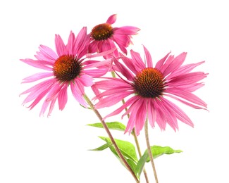 Photo of Many beautiful Echinacea flowers isolated on white
