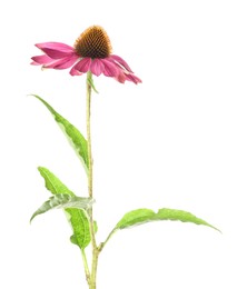 Photo of One beautiful Echinacea flower isolated on white