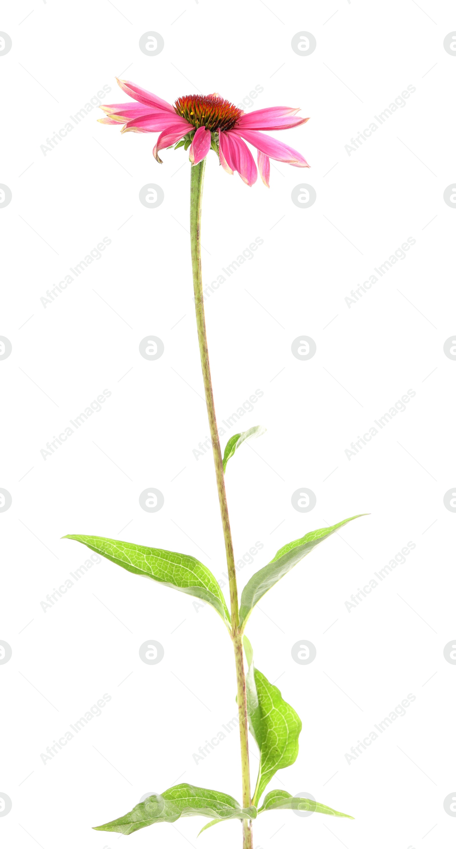 One beautiful Echinacea flower isolated on white Photo of One beautiful Echinacea flower isolated on white