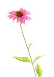 Photo of One beautiful Echinacea flower isolated on white