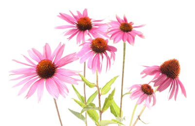 Photo of Many beautiful Echinacea flowers isolated on white