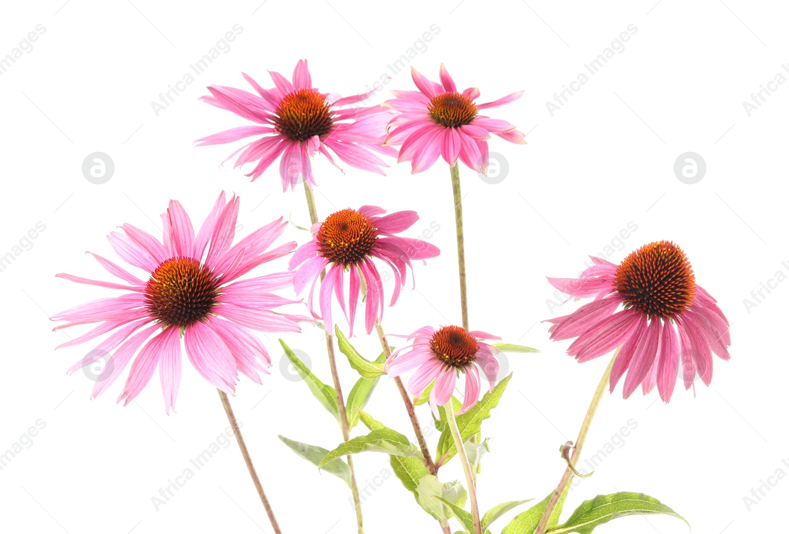 Photo of Many beautiful Echinacea flowers isolated on white