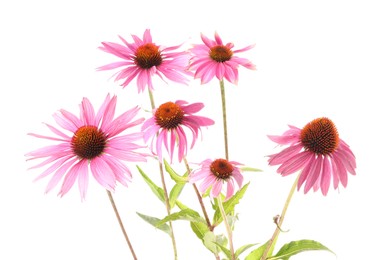 Photo of Many beautiful Echinacea flowers isolated on white
