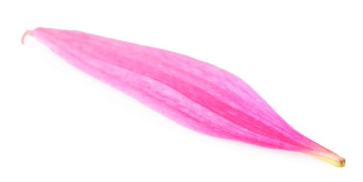 Photo of One beautiful Echinacea petal isolated on white