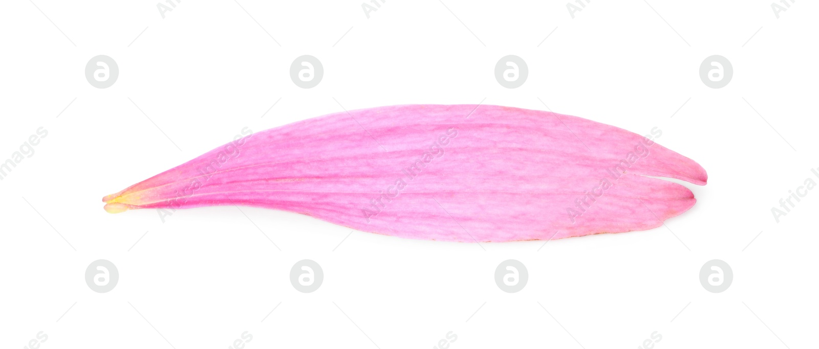 One beautiful Echinacea petal isolated on white Photo of One beautiful Echinacea petal isolated on white