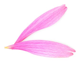 Photo of Two beautiful Echinacea petals isolated on white