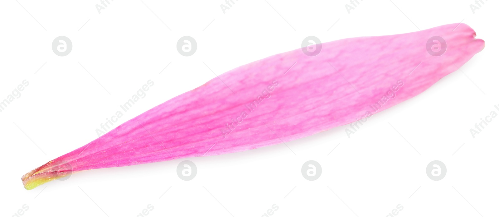 One beautiful Echinacea petal isolated on white Photo of One beautiful Echinacea petal isolated on white