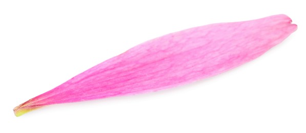 Photo of One beautiful Echinacea petal isolated on white