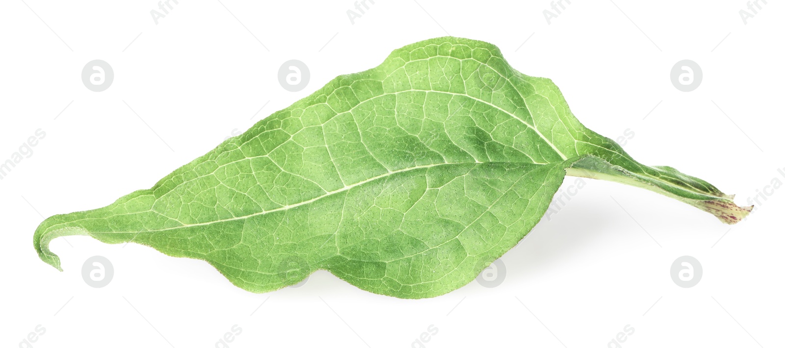 One beautiful Echinacea leaf isolated on white Photo of One beautiful Echinacea leaf isolated on white