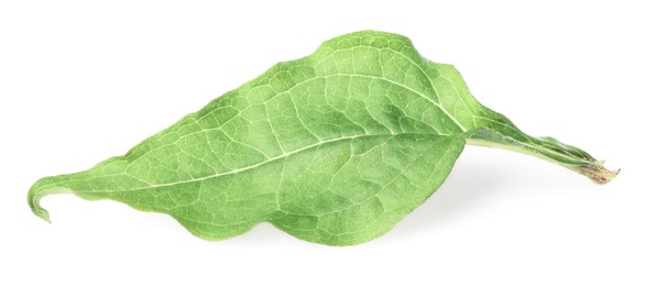 Photo of One beautiful Echinacea leaf isolated on white